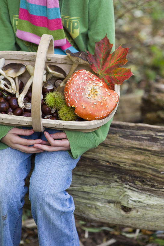 儿童,一个人,坐,竖图,彩色,室外,白天,留白,正面,纯洁,美景,树林,植物,枫树,叶子,仅一个女性,仅一个人,条纹,朦胧,模糊,木制,景观,种子,拿着,牛仔裤,休闲装,树干,小孩,自然,仅一个小孩,食用菌,景色,可爱,童年,童趣,摄影,生活方式,五颜六色,色彩斑斓,圆木,自然风光,五彩缤纷,觅食,童真,烂漫,无邪,七叶树,五彩斑斓,娑罗树,栗树,毒蘑菇,五光十色,天真,女孩,女人,女性,孩子,秋天,彩图,女生,对焦,板栗游戏
