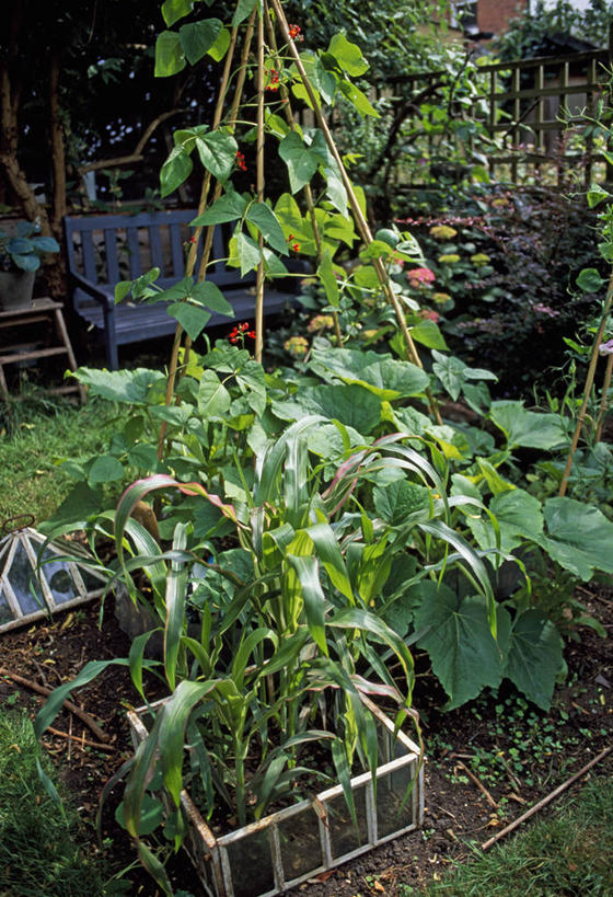 无人,菜园,攀登,竖图,室外,白天,玉米,美景,植物,床,豆,蔬菜,叶子,庭院,景观,谷类,食品,饮品,饮食,食物,饮料,绿色,自然,夏天,景色,摄影,生长,多样,可口,自然风光,红花菜豆,适口,竹,彩图,棚屋,甜玉米