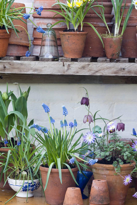 无人,竖图,室内,白天,美景,植物,郁金香,蔬菜,静物,叶子,花盆,许多,新鲜,木制,木材,景观,食品,很多,温室,架子,花,花瓣,食物,蓝色,绿色,紫色,自然,容器,春天,景色,摄影,有机食品,绿色食品,多样,粘土,自然风光,阳光房,葡萄风信子,豹纹蝶,贝母,彩图