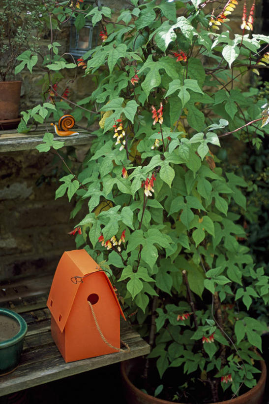 无人,攀登,竖图,室外,白天,美景,植物,叶子,花盆,木制,木材,墙,庭院,景观,笼子,鸟笼,架子,花,花瓣,绿色,自然,容器,夏天,橙色,景色,摄影,自然风光,西班牙国旗,彩图