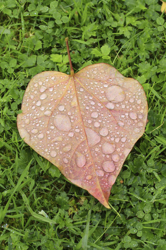 无人,竖图,室外,特写,白天,留白,草坪,美景,水,雨,植物,静物,叶子,湿,景观,水滴,褐色,草,一个,粉色,红色,自然,景色,摄影,落下,单个,自然风光,心型,秋天,彩图,紫叶加拿大紫荆