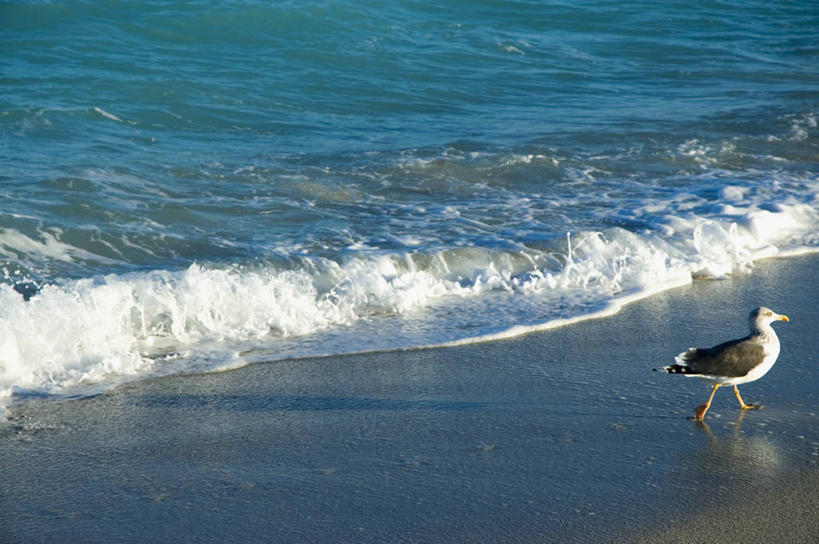 无人,横图,室外,白天,自由,水,海鸟,海鸥,野生动物,波纹,鸟类,流水,图像,自然,动物,波浪,概念,生物,摄影,主题,自然现象,构图,潮汐,海滩,彩图,时空,脊椎动物亚门
