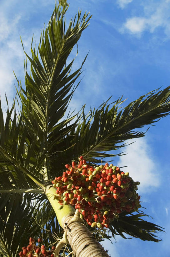 无人,竖图,室外,白天,仰视,植物,棕榈树,水果,吊挂,悬挂,云,食品,饮品,串,挂,图像,饮食,顶部,树,食物,饮料,天空,自然,热带水果,概念,比较,摄影,生长,部分,可口,主题,自然现象,视角,枣椰子,海枣树,健康食物,构图,适口,彩图,低角度拍摄,时空