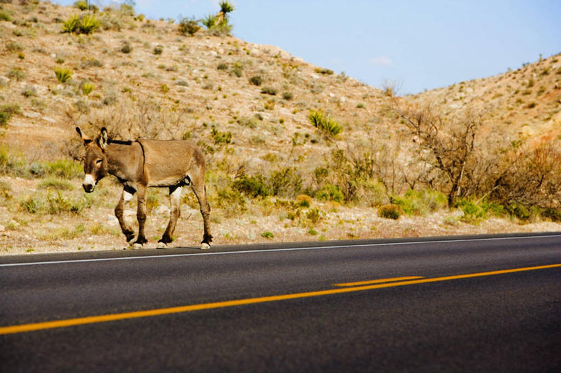 无人,横图,室外,白天,侧面,植物,路,哺乳动物,野生动物,路标,图像,树,自然,动物,概念,生物,摄影,灌木,气候,主题,驴,视角,内华达州,拉斯维加斯,构图,驴子,步行,彩图,时空,脊椎动物亚门