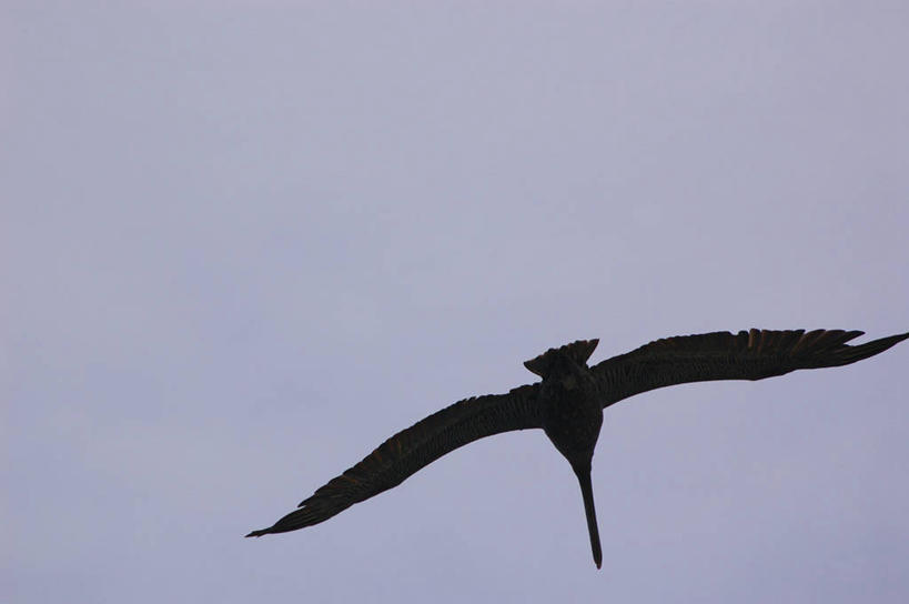 无人,横图,室外,留白,仰视,自由,鸟类,半空,图像,飞,天空,动物,概念,摄影,主题,剪影,视角,万里无云,构图,彩图,低角度拍摄,时空,动物行为,脊椎动物亚门