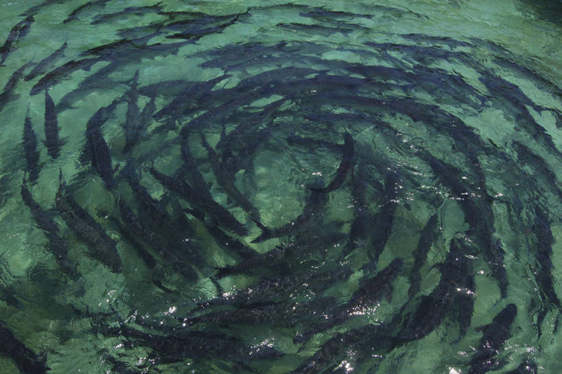 游泳,无人,横图,俯视,室外,水下,海洋,水,野生动物,一群,许多,圆形,鱼群,很多,图像,鱼类,自然,摄影,主题,视角,构图,彩图,高角度拍摄,平面图形,时空,脊椎动物亚门