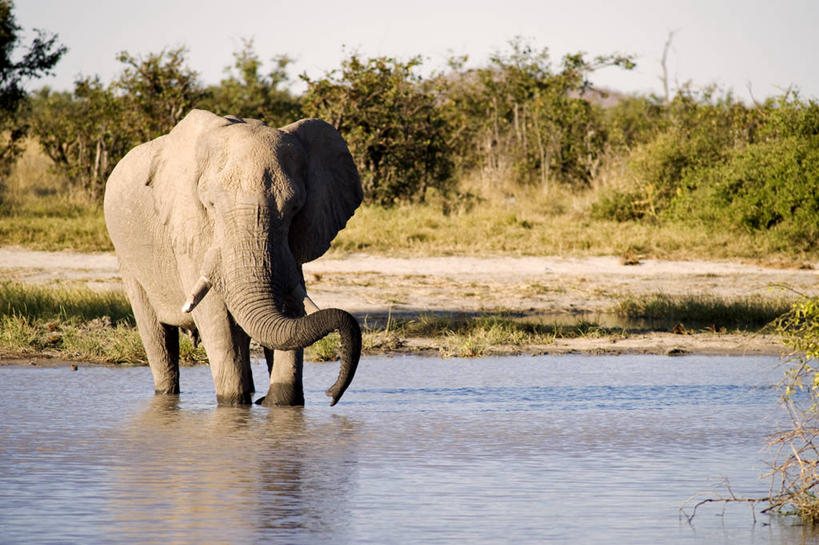 无人,公园,站,横图,室外,白天,正面,旅游,度假,草地,草坪,河流,美景,树林,水,植物,哺乳动物,大象,野生动物,非洲,博茨瓦纳,一头,波纹,河水,景观,水流,非洲象,涟漪,注视,娱乐,草,树,树木,绿色,水纹,天空,自然,动物,波浪,天,观察,看,站着,享受,休闲,景色,放松,生长,成长,观看,察看,国家公园,关注,自然风光,水晕,波札那,博茨瓦纳共和国,乔贝国家公园,象,站立,彩图,全身,西北区