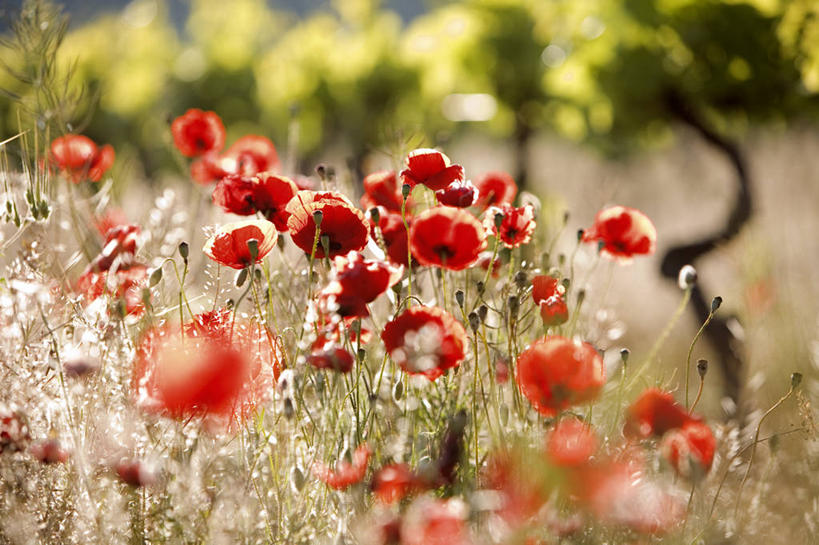 无人,果园,横图,室外,特写,白天,正面,草地,草坪,花海,花圃,美景,树林,田园,植物,罂粟,叶子,法国,欧洲,阴影,朦胧,模糊,盛开,光线,影子,景观,草药,花蕾,葡萄园,中药,草,花,花瓣,花朵,花卉,鲜花,树,树木,红色,绿色,阳光,自然,庄园,花丛,花束,花田,花苞,花蕊,景色,生长,成长,毒品,西欧,沃克吕兹省,法兰西,自然风光,药材,中草药,中药材,本草,法兰西共和国,止痛,镇静,安眠,红罂粟,法兰西第五共和国,普罗旺斯.阿尔卑斯.蓝色海岸,普罗旺斯.阿尔卑斯.蓝色海岸大区,罂粟花,米囊花,彩图,吕贝隆山区