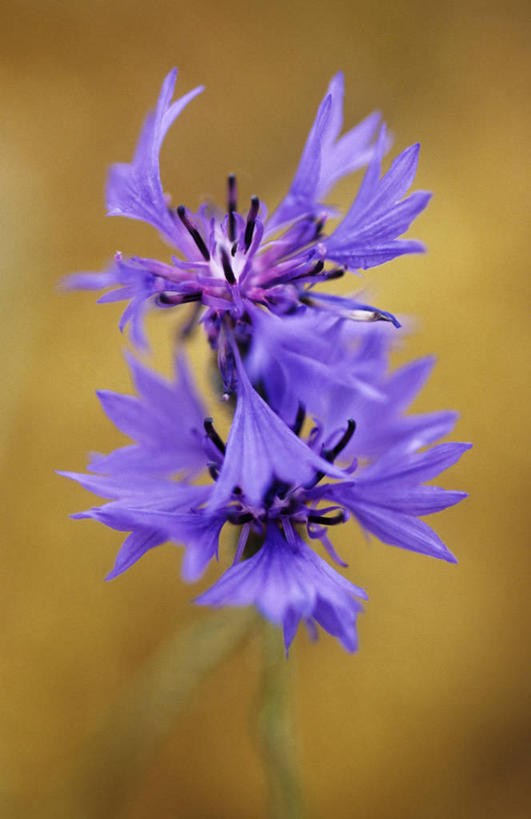 无人,竖图,室外,特写,白天,正面,幸福,美景,法国,欧洲,阴影,朦胧,模糊,盛开,光线,影子,景观,花蕾,花,花瓣,花朵,鲜花,两朵,紫色,阳光,自然,花苞,花蕊,菊花,景色,优雅,纤细,西欧,法兰西,自然风光,矢车菊,忠诚,法兰西共和国,再生,蓝芙蓉,荔枝菊,法兰西第五共和国,思念,热爱,奥弗涅,奥弗涅大区,康塔尔省,彩图,莱斯泰尔内,圣弗卢尔区