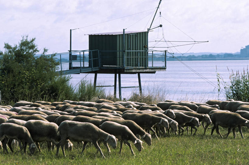 无人,家,农场,站,吃,横图,室外,白天,侧面,旅游,度假,畜牧业,牧场,草地,草坪,美景,树林,植物,羊,法国,欧洲,阴影,光线,影子,房屋,屋子,景观,注视,娱乐,楼房,住宅,草,树,树木,绿色,天空,阳光,自然,动物,天,低头,观察,看,站着,享受,休闲,家畜,景色,放松,牲畜,生长,成长,观看,察看,西欧,关注,法兰西,自然风光,畜牧,法兰西共和国,首府,波尔多,阿基坦,牧业,法兰西第五共和国,垂头,亚魁当,波尔多市,吉伦特省,阿基坦大区,吉伦特,绵羊,嚼,食,站立,半身,彩图,房子,波亚克