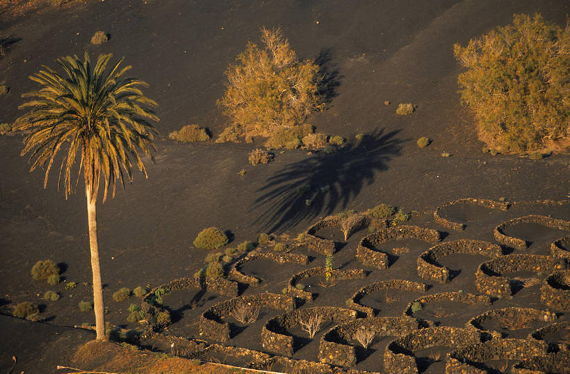 无人,公园,果园,横图,俯视,室外,白天,旅游,度假,美景,田园,植物,棕榈树,叶子,西班牙,非洲,阴影,光线,影子,景观,绿叶,娱乐,葡萄园,树,树木,绿色,阳光,自然,庄园,享受,休闲,嫩叶,景色,放松,生长,成长,国家公园,加纳利群岛,自然风光,加那利群岛,棕榈叶,西班牙王国,阿非利加洲,海外领地,拉斯帕尔马斯省,兰萨罗特岛,蒂曼法亚国家公园,叶,叶片,棕树,棕榈,彩图,高角度拍摄