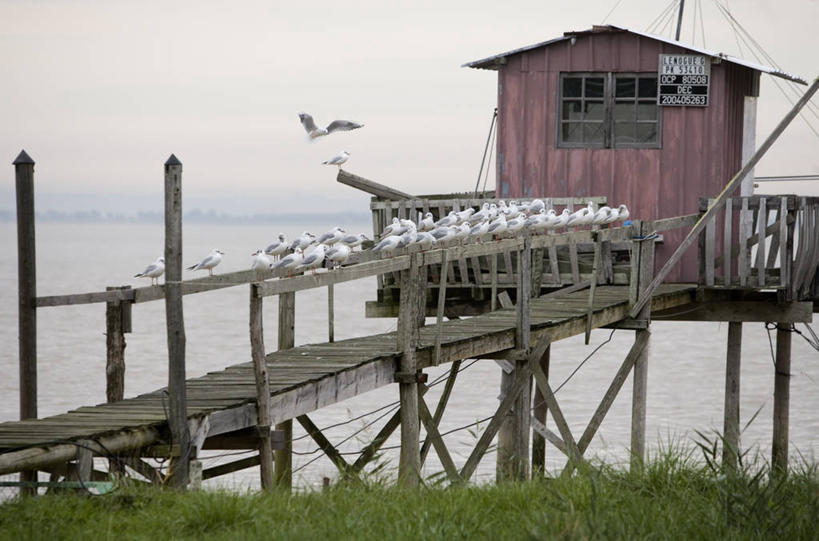 无人,家,木屋,站,横图,室外,白天,正面,旅游,度假,草地,草坪,河流,美景,水,植物,海鸟,海鸥,鸟,法国,欧洲,飞翔,伸展,张开,展翅,飞行,翅膀,鸟类,木板,河水,景观,水流,桥,木桥,翱翔,注视,娱乐,飞,住宅,栈桥,草,绿色,天空,自然,天,观察,看,站着,享受,休闲,景色,放松,观看,人行桥,木板桥,察看,西欧,关注,法兰西,自然风光,张开翅膀,法兰西共和国,首府,波尔多,阿基坦,法兰西第五共和国,展开翅膀,亚魁当,波尔多市,吉伦特省,阿基坦大区,吉伦特,站立,彩图,全身,茅舍,茅屋,棚屋,小木屋,小屋,波亚克