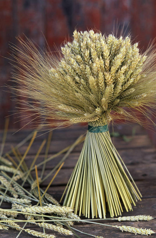 无人,竖图,室外,特写,白天,正面,农作物,小麦,法国,欧洲,阴影,朦胧,模糊,光线,影子,谷物,阳光,麦子,西欧,法兰西,法兰西共和国,法兰西第五共和国,法兰西岛,法兰西岛大区,塞纳.马恩省,彩图,普罗万