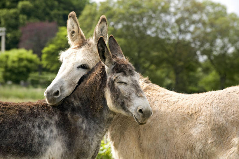 无人,站,横图,室外,白天,侧面,草地,草坪,美景,植物,法国,欧洲,朦胧,模糊,景观,注视,草,树,树木,绿色,自然,动物,观察,看,站着,两只,家畜,景色,牲畜,生长,成长,观看,察看,勃艮第,西欧,关注,法兰西,自然风光,驴,法兰西共和国,法兰西第五共和国,驴子,勃艮第大区,科多尔省,站立,半身,彩图