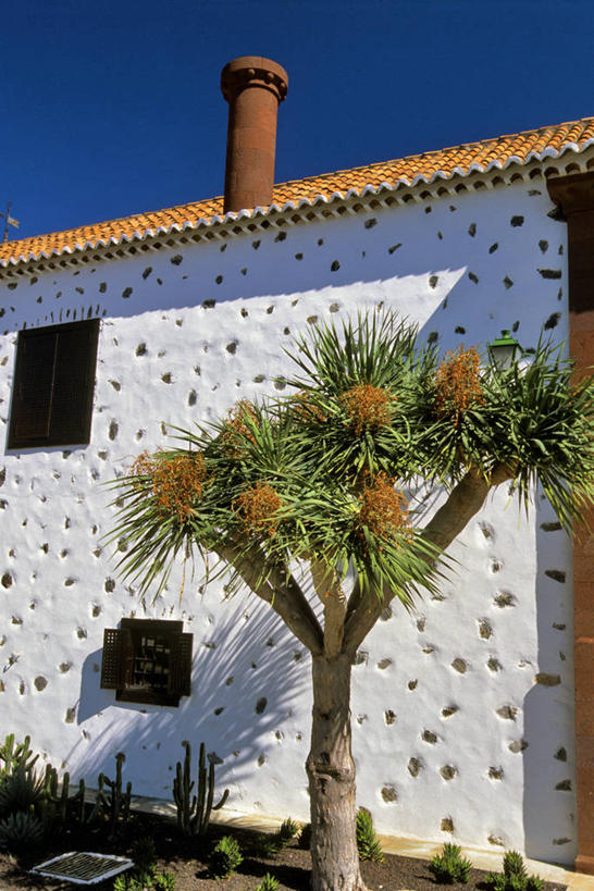 无人,宾馆,竖图,室外,白天,仰视,度假,美景,植物,城市风光,城市,酒店,西班牙,非洲,阴影,盛开,光线,影子,景观,花蕾,娱乐,花,花瓣,花朵,鲜花,树,树木,蓝色,绿色,蓝天,天空,阳光,自然,天,花苞,花蕊,享受,休闲,景色,放松,生长,晴朗,成长,旅社,加纳利群岛,加那利群岛,万里无云,西班牙王国,阿非利加洲,海外领地,戈梅拉岛,晴空,晴空万里,彩图,低角度拍摄,客店,客栈,旅店,旅馆,圣克鲁斯.德特内里费省,商旅