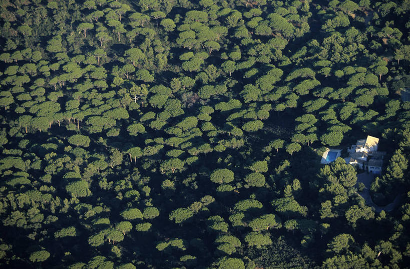 无人,体育馆,游泳池,家,横图,俯视,航拍,室外,白天,旅游,度假,美景,森林,树林,水,植物,别墅,法国,欧洲,阴影,光线,影子,房屋,屋子,景观,水池,水面,公寓,娱乐,泳池,洋房,楼房,住宅,树,树木,绿色,阳光,自然,享受,休闲,景色,放松,茂密,茂盛,生长,成长,游泳馆,西欧,鸟瞰,法兰西,自然风光,瓦尔省,法兰西共和国,法兰西第五共和国,普罗旺斯.阿尔卑斯.蓝色海岸,普罗旺斯.阿尔卑斯.蓝色海岸大区,瓦尔,圣特罗佩,彩图,高角度拍摄,房子