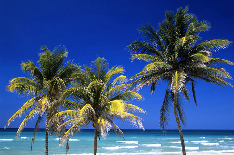 无人,横图,室外,白天,正面,旅游,度假,海浪,海洋,美景,沙滩,植物,椰树,叶子,古巴,三棵,阴影,光线,沙子,影子,海岸,景观,浪花,绿叶,沙地,首都,娱乐,树,树木,蓝色,绿色,蓝天,天空,阳光,自然,海水,天,享受,休闲,嫩叶,景色,放松,生长,晴朗,成长,北美,北美洲,自然风光,美洲,海景,哈瓦那,万里无云,北亚美利加洲,亚美利加洲,古巴共和国,叶,叶片,大海,风浪,海,海水的波动,海滩,近岸浪,涌浪,晴空,晴空万里,棕榈,椰子树,彩图,哈瓦那市,夏湾拿