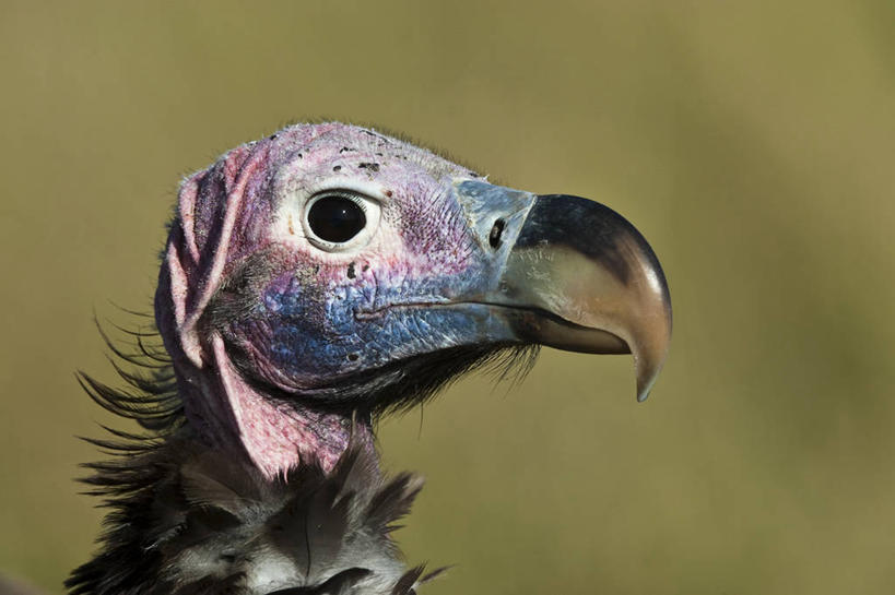 头,无人,公园,横图,室外,特写,白天,正面,旅游,度假,草地,草坪,美景,植物,鸟,野生动物,非洲,肯尼亚,朦胧,模糊,鸟类,秃鹫,景观,注视,娱乐,草,一只,绿色,自然,动物,观察,看,享受,休闲,景色,放松,观看,察看,国家公园,关注,自然风光,凶猛,阿非利加洲,肯尼亚共和国,马赛马拉国家公园,肉垂秃鹫,残暴,凶残,头部,座山雕,秃鹰,狗头鹫,半身,彩图,马赛马拉,马赛马拉国家保护区,马赛马拉国家野生动物保护区