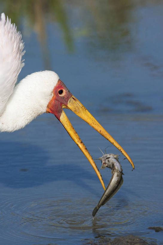 头,嘴,无人,公园,竖图,室外,特写,白天,侧面,旅游,度假,河流,美景,水,鸟,非洲,肯尼亚,阴影,波纹,朦胧,模糊,光线,鹤,鸟类,鱼,影子,河水,景观,水流,涟漪,注视,娱乐,鱼类,倒影,水纹,阳光,自然,波浪,观察,看,张嘴,两只,享受,休闲,景色,放松,观看,察看,倒映,国家公园,关注,自然风光,张大嘴巴,水晕,阿非利加洲,肯尼亚共和国,马赛马拉国家公园,反照,黄嘴鹮鹳,头部,口,口腔,嘴巴,嘴唇,张开嘴,半身,彩图,马赛马拉,马赛马拉国家保护区,马赛马拉国家野生动物保护区
