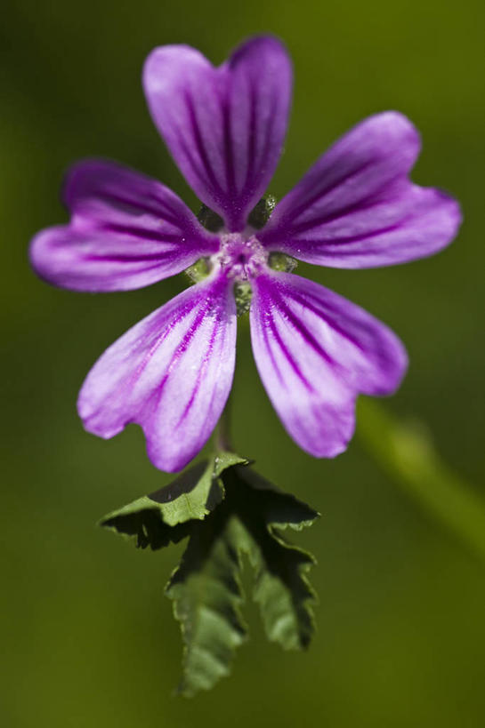 无人,竖图,室外,特写,白天,正面,美景,叶子,阴影,朦胧,模糊,盛开,光线,影子,景观,绿叶,花蕾,花,花瓣,花朵,鲜花,一朵,紫色,阳光,自然,花苞,花蕊,嫩叶,景色,自然风光,金钱紫花葵,锦葵,荆葵,钱葵,淑气花,小白淑气花,恩惠,叶,叶片,彩图