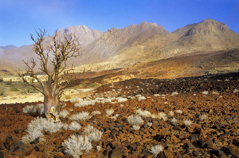 无人,横图,室外,白天,正面,旅游,度假,石头,美景,山,山脉,植物,非洲,纳米比亚,阴影,光线,石子,影子,景观,山峰,山峦,娱乐,树,树木,蓝色,绿色,蓝天,天空,阳光,自然,群山,天,享受,休闲,景色,放松,生长,晴朗,成长,自然风光,万里无云,酸瓠树,波巴布树,猴面包树,猴树,猢狲缅,猢狲面,猢狲木,旅人树,死老鼠树,纳米比亚共和国,达马拉兰,石块,岩石,晴空,晴空万里,彩图