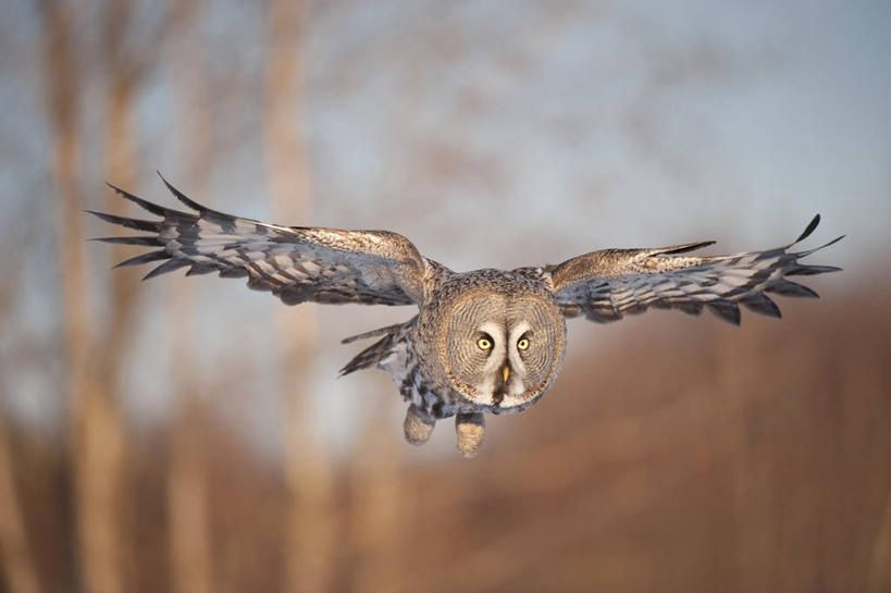 无人,横图,室外,白天,正面,美景,植物,鸟,野生动物,欧洲,芬兰,飞翔,伸展,张开,展翅,枯萎,朦胧,模糊,飞行,翅膀,鸟类,景观,枯草,翱翔,注视,飞,草,一只,黄色,自然,动物,观察,看,景色,观看,察看,关注,自然风光,北欧,凶猛,张开翅膀,拉普兰,拉普兰德,芬兰共和国,展开翅膀,拉普兰省,乌林鸮,怪鸱,鸺鸱,残暴,凶残,鸮,枭,彩图,全身,鸱鸮,鸮角鸱,拉普兰区
