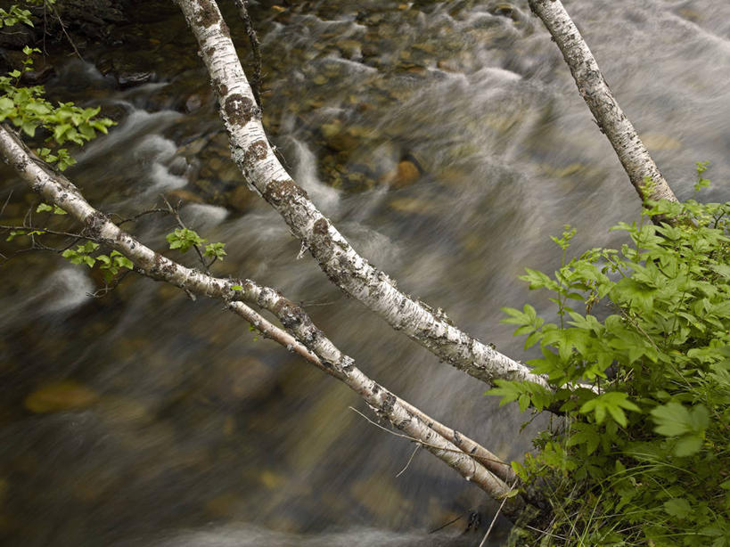 无人,横图,俯视,室外,白天,旅游,度假,河流,美景,水,植物,叶子,挪威,欧洲,飞溅,朦胧,模糊,溅,液体,河水,景观,水滴,水流,绿叶,树桩,娱乐,水珠,树,树干,树木,绿色,自然,享受,休闲,嫩叶,木桩,景色,放松,白桦,生长,成长,斯堪的纳维亚,喷洒,自然风光,北欧,斯堪的那维亚,斯堪的那维亚半岛,斯堪的纳维亚半岛,挪威王国,芬马克,芬马克郡,叶,叶片,桦树,桦皮树,桦木,彩图,高角度拍摄