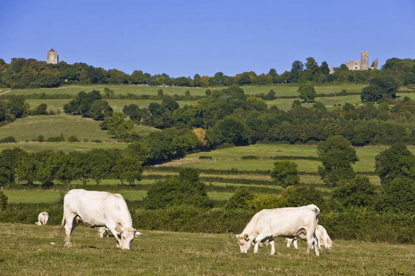 无人,农场,站,吃,横图,室外,白天,侧面,旅游,度假,畜牧业,牧场,草地,草坪,美景,树林,植物,牛,非洲,阴影,光线,影子,景观,注视,娱乐,草,树,树木,蓝色,绿色,蓝天,天空,阳光,自然,动物,天,低头,观察,看,站着,享受,休闲,家畜,景色,放松,牲畜,生长,晴朗,成长,观看,察看,关注,自然风光,五头,畜牧,万里无云,牧业,垂头,阿非利加洲,西非,科特迪瓦,科特迪瓦共和国,象牙海岸,晴空,晴空万里,嚼,食,站立,彩图,全身