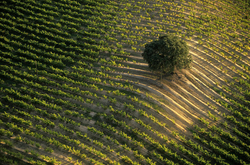无人,果园,横图,俯视,航拍,室外,白天,美景,田园,法国,欧洲,一排,阴影,整齐,并列,并排,光线,影子,景观,葡萄园,架子,排列,阳光,自然,庄园,景色,支撑,固定,科西嘉,科西嘉岛,西欧,鸟瞰,队列,法兰西,自然风光,平行,葡萄架,法兰西共和国,首府,法兰西第五共和国,南科西嘉,阿雅克肖,阿雅克修,南科西嘉省,科西嘉大区,彩图,高角度拍摄
