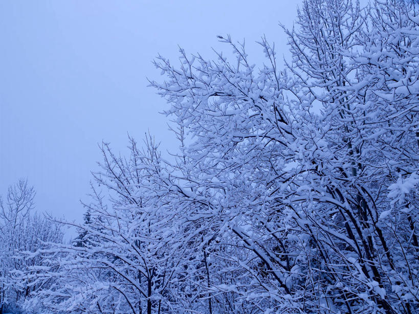 无人,横图,室外,白天,正面,美景,森林,树林,雪,植物,大雪,法国,欧洲,积雪,景观,雪景,冬季,冬天,枝条,树,树木,树枝,蓝色,绿色,蓝天,天空,自然,天,景色,寒冷,生长,成长,西欧,法兰西,自然风光,法兰西共和国,法兰西第五共和国,严寒,虬枝,枝杈,萨瓦省,彩图,罗讷.阿尔卑斯,罗讷.阿尔卑斯大区,高雪维尔,三峡谷,三峡谷滑雪场