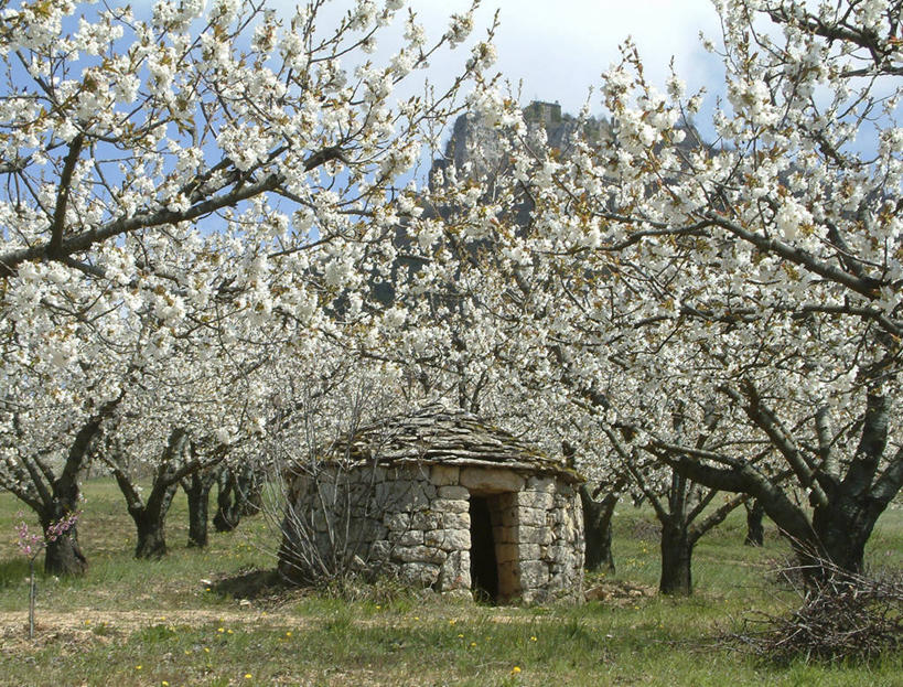 无人,横图,室外,白天,正面,旅游,度假,幸福,纯洁,草地,草坪,美景,树林,植物,樱花,法国,欧洲,盛开,景观,枝条,花蕾,娱乐,草,花,花瓣,花朵,鲜花,树,树木,树枝,绿色,天空,自然,天,花苞,花蕊,享受,休闲,景色,放松,生长,成长,等待,生命,西欧,法兰西,自然风光,法兰西共和国,仙樱花,福岛樱,青肤樱,法兰西第五共和国,高尚,热烈,虬枝,枝杈,南部.比利牛斯,阿韦龙省,南部.比利牛斯大区,荆桃,彩图,米约区,米约,塔尔恩河畔里维埃