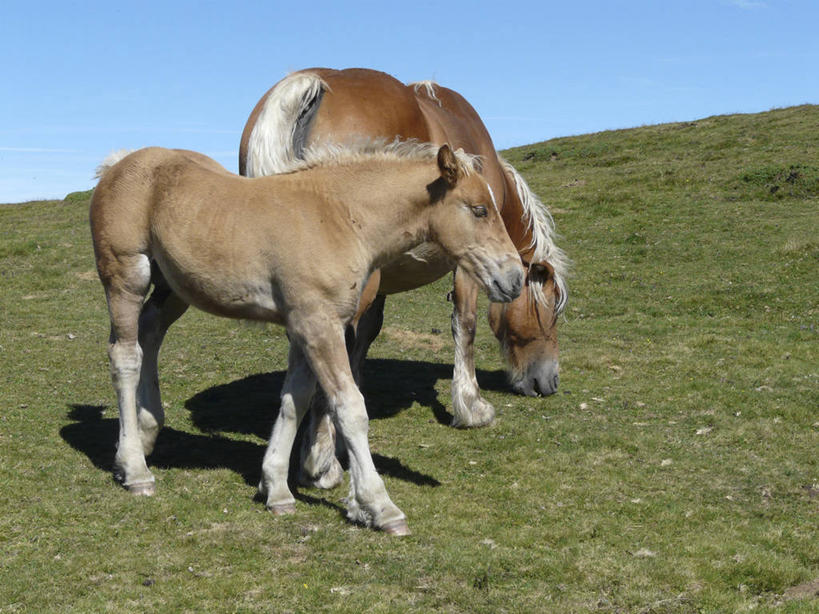 无人,站,横图,室外,白天,侧面,旅游,度假,草地,草坪,美景,山,山脉,植物,马,野生动物,法国,欧洲,阴影,光线,影子,景观,山峰,山峦,注视,娱乐,草,蓝色,绿色,蓝天,天空,阳光,自然,动物,群山,天,低头,观察,看,站着,享受,休闲,景色,放松,运输,牲畜,晴朗,观看,察看,两匹,西欧,关注,法兰西,自然风光,万里无云,法兰西共和国,法兰西第五共和国,垂头,南部.比利牛斯,阿列日省,南部.比利牛斯大区,晴空,晴空万里,站立,彩图,全身,富瓦区,米雅内