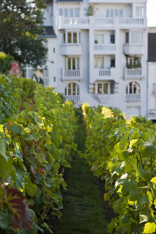 无人,家,果园,竖图,室外,白天,正面,旅游,度假,草地,草坪,美景,田园,植物,城市风光,城市,建筑,叶子,法国,巴黎,欧洲,阴影,光线,影子,房屋,屋子,景观,公寓,绿叶,娱乐,建设,洋房,楼房,葡萄园,架子,住宅,草,树,树木,绿色,阳光,自然,庄园,享受,休闲,嫩叶,景色,放松,生长,成长,支撑,固定,西欧,法兰西,葡萄架,法兰西共和国,蒙马特,法兰西第五共和国,蒙马特区,叶,叶片,彩图,房子,蒙马特高地