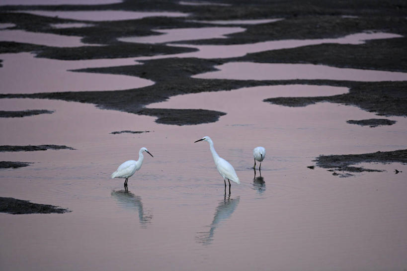无人,站,横图,俯视,室外,白天,旅游,度假,海浪,海洋,美景,沙滩,白鹭,鸟,法国,欧洲,三只,鸟类,沙子,海岸,景观,浪花,沙地,注视,娱乐,白色,倒影,自然,海水,观察,看,站着,享受,休闲,景色,放松,观看,察看,倒映,西欧,关注,法兰西,自然风光,海景,法兰西共和国,卢瓦尔河地区,法兰西第五共和国,小白鹭,雪鹭,反照,卢瓦尔,卢瓦尔大区,卢瓦尔河大区,旺代省,大海,风浪,海,海水的波动,海滩,近岸浪,涌浪,站立,彩图,高角度拍摄,全身