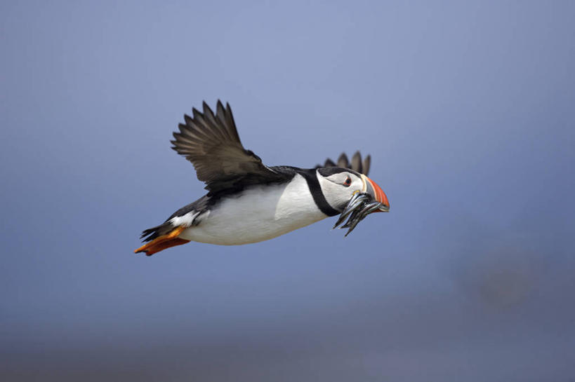 无人,横图,室外,白天,侧面,美景,鸟,英国,欧洲,飞翔,伸展,张开,展翅,阴影,朦胧,模糊,飞行,光线,翅膀,鸟类,影子,景观,翱翔,注视,飞,苏格兰,一只,蓝色,蓝天,天空,阳光,自然,天,观察,看,景色,晴朗,观看,察看,西欧,关注,自然风光,大不列颠,张开翅膀,大不列颠及北爱尔兰联合王国,万里无云,海鹦,海鹦鹉,善知鸟,海雀,北极海鹦,苏格兰王国,展开翅膀,外赫布里底群岛,晴空,晴空万里,彩图,全身,大不列颠王国,大英帝国,联合王国,日不落帝国,埃利安锡尔