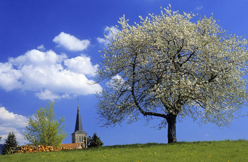 无人,教堂,横图,室外,白天,正面,旅游,度假,草地,草坪,名胜古迹,植物,标志建筑,地标,建筑,法国,欧洲,阴影,节日,遗迹,盛开,时间,光线,时钟,影子,云,云朵,钟楼,计时,花蕾,云彩,古迹,文化,文物,娱乐,建设,古建筑,草,花,花瓣,花朵,鲜花,树,树木,蓝色,绿色,白云,蓝天,天空,阳光,自然,钟表,天,花苞,花蕊,祈祷,享受,休闲,健康,表,旅游胜地,放松,许愿,宗教,信仰,生长,晴朗,成长,纪念,祈求,基督教,西欧,天主教,法兰西,信念,古文明,法兰西共和国,法兰西第五共和国,塔钟,奥弗涅,奥弗涅大区,平安,钟,晴空,彩图,大教堂,礼拜堂,阿列省,维希区,拉沙邦