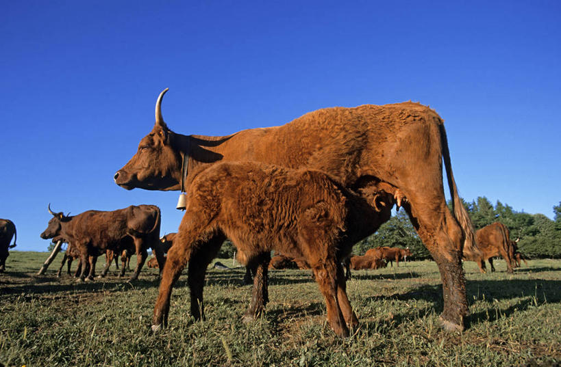 无人,家庭,农场,站,横图,室外,白天,侧面,畜牧业,牧场,草地,草坪,美景,植物,牛,法国,欧洲,一群,许多,阴影,光线,影子,景观,很多,草,树,树木,蓝色,绿色,蓝天,天空,阳光,自然,动物,天,站着,温暖,温馨,一家人,家畜,景色,牲畜,生长,晴朗,成长,和睦,西欧,法兰西,自然风光,畜牧,万里无云,法兰西共和国,牧业,法兰西第五共和国,奥弗涅,奥弗涅大区,康塔尔省,晴空,晴空万里,站立,彩图,全身,融洽,萨莱尔