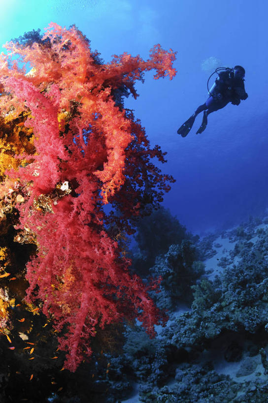 游泳,西方人,一个人,竖图,室外,白天,仰视,锻炼,旅游,度假,运动,海底,水下,海浪,海洋,美景,欧洲,非洲,埃及,欧洲人,仅一个男性,仅一个人,服装,潜水镜,泳镜,景观,浪花,水底,娱乐,海洋生物,无脊椎动物,仅一个年轻男性,衣服,自然,海水,享受,休闲,蛙鞋,景色,放松,海底世界,潜水服,潜水,服饰,脚蹼,呼吸管,腔肠动物,衣着,穿着,自然风光,潜水装备,海景,阿拉伯埃及共和国,金字塔之国,棉花之国,面镜,浮潜,潜水运动,阿非利加洲,红海,衣饰,珊瑚虫,体育,男人,男性,年轻男性,白种人,大海,风浪,海,海床,海水的波动,近岸浪,涌浪,彩图,低角度拍摄,全身,健身,干式潜水服,红珊瑚,浓赤珊瑚,撒丁岛珊瑚