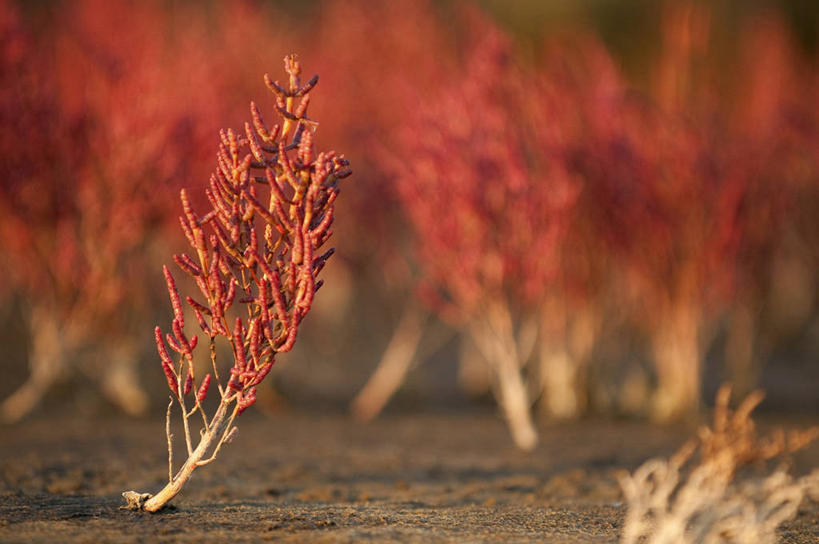无人,横图,室外,白天,正面,旅游,度假,美景,植物,法国,欧洲,阴影,朦胧,模糊,光线,影子,景观,娱乐,红色,绿色,阳光,自然,享受,休闲,景色,放松,生长,成长,西欧,法兰西,自然风光,法兰西共和国,卢瓦尔河地区,法兰西第五共和国,海蓬子,卢瓦尔,卢瓦尔大区,卢瓦尔河大区,彩图,大西洋岸卢瓦尔省,大西洋卢瓦尔省,盖朗德,杰宏德