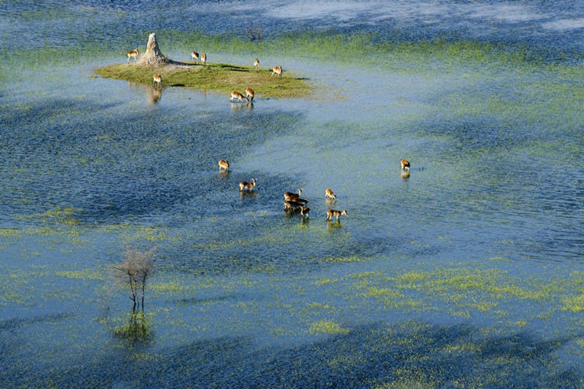 无人,站,横图,俯视,航拍,室外,白天,旅游,度假,草地,草坪,美景,植物,野生动物,羊,非洲,博茨瓦纳,一群,许多,羚羊,景观,很多,娱乐,草,树,树木,绿色,自然,动物,站着,享受,休闲,景色,放松,可爱,活泼,生长,成长,沼泽,鸟瞰,自然风光,驴羚,奥卡万戈三角洲,奥卡万戈沼泽,波札那,博茨瓦纳共和国,列羚,站立,彩图,高角度拍摄,全身