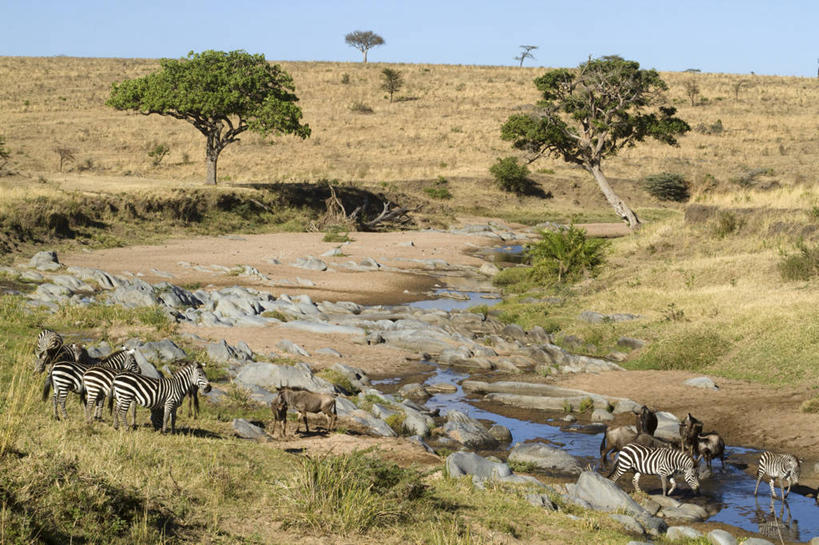 无人,公园,走,横图,俯视,室外,白天,旅游,度假,草地,草坪,河流,美景,水,植物,斑马,马,野生动物,羊,非洲,肯尼亚,一群,许多,阴影,光线,羚羊,影子,河水,景观,水流,很多,娱乐,草,树,树木,蓝色,绿色,蓝天,天空,阳光,自然,动物,天,享受,休闲,景色,放松,可爱,活泼,生长,晴朗,成长,国家公园,自然风光,角马,万里无云,牛羚,阿非利加洲,肯尼亚共和国,马赛马拉国家公园,斑纹角马,黑斑牛羚,黑尾牛羚,蓝角马,晴空,晴空万里,步行,散步,走路,彩图,高角度拍摄,全身,马赛马拉,马赛马拉国家保护区,马赛马拉国家野生动物保护区