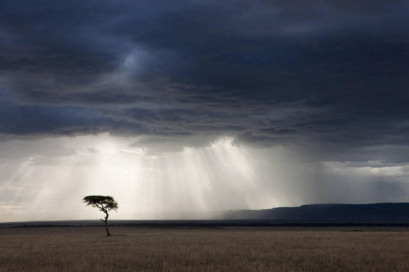 无人,公园,横图,室外,白天,正面,旅游,度假,快乐,草地,草坪,美景,雨,植物,暴雨,大雨,非洲,肯尼亚,景观,乌云,云,阴天,云朵,云彩,娱乐,草,树,树木,绿色,天空,自然,天,享受,休闲,景色,放松,生长,成长,国家公园,昏暗,阴沉,自然风光,阿非利加洲,金合欢,鸭皂树,稍纵即逝,肯尼亚共和国,马赛马拉国家公园,金合欢树,彩图,马赛马拉,马赛马拉国家保护区,马赛马拉国家野生动物保护区,强降水,强降雨