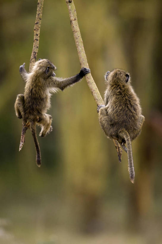 无人,公园,坐,拉,竖图,室外,白天,旅游,度假,美景,植物,野生动物,非洲,肯尼亚,阴影,朦胧,模糊,光线,狒狒,影子,景观,枝条,扭头,娱乐,树,树木,树枝,背面,绿色,阳光,自然,动物,转头,两只,享受,休闲,景色,放松,可爱,活泼,生长,成长,国家公园,自然风光,首府,阿非利加洲,东非狒狒,橄榄狒狒,绿狒狒,肯尼亚共和国,虬枝,枝杈,纳库鲁湖国家公园,裂谷省,纳库鲁,坐着,彩图,全身