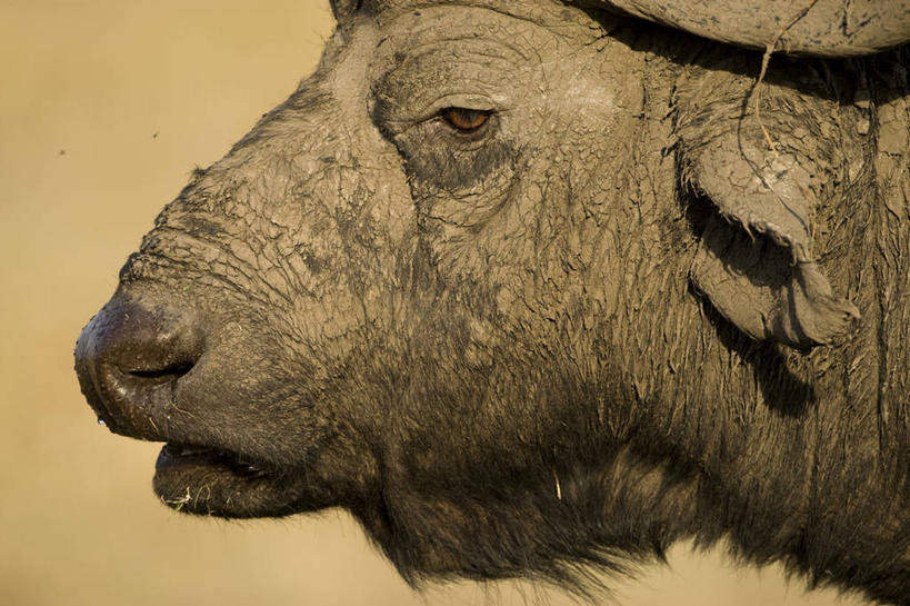 头,无人,公园,站,横图,室外,特写,白天,侧面,旅游,度假,美景,植物,牛,野生动物,非洲,肯尼亚,一头,枯萎,景观,枯草,注视,娱乐,草,黄色,自然,动物,观察,看,站着,享受,休闲,景色,放松,观看,察看,国家公园,关注,自然风光,凶猛,非洲水牛,阿非利加洲,肯尼亚共和国,马赛马拉国家公园,残暴,凶残,头部,水牛,站立,半身,彩图,马赛马拉,马赛马拉国家保护区,马赛马拉国家野生动物保护区,非洲野牛