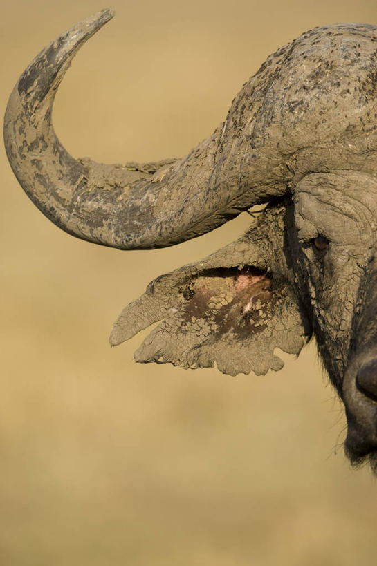 头,无人,公园,站,竖图,室外,特写,白天,正面,旅游,度假,美景,植物,牛,野生动物,非洲,肯尼亚,一头,枯萎,景观,枯草,注视,娱乐,草,黄色,自然,动物,观察,看,站着,享受,休闲,景色,放松,观看,察看,国家公园,关注,自然风光,凶猛,非洲水牛,阿非利加洲,肯尼亚共和国,马赛马拉国家公园,残暴,凶残,头部,水牛,站立,半身,彩图,马赛马拉,马赛马拉国家保护区,马赛马拉国家野生动物保护区,非洲野牛