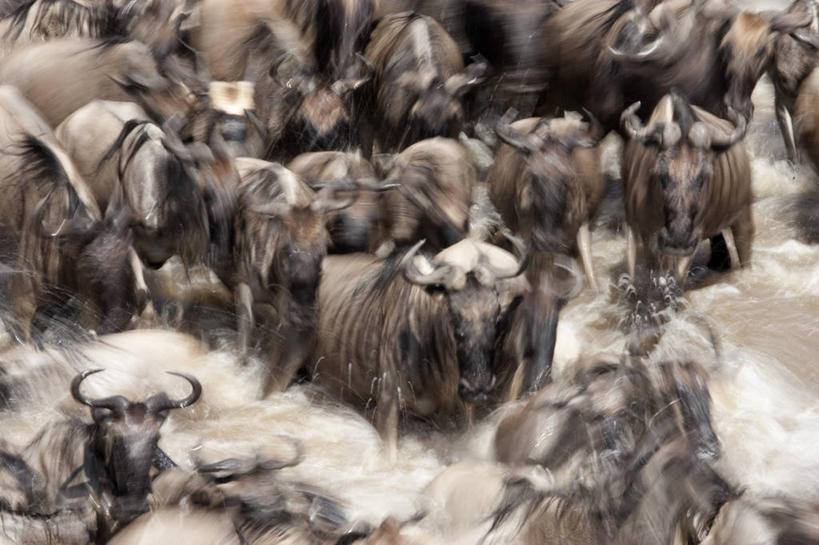 无人,公园,横图,俯视,室外,白天,旅游,度假,河流,美景,水,野生动物,羊,非洲,肯尼亚,一群,许多,奔驰,飞溅,溅,羚羊,液体,河水,景观,水滴,水流,很多,娱乐,水珠,自然,动物,奔跑,享受,休闲,景色,放松,可爱,活泼,国家公园,喷洒,自然风光,角马,牛羚,阿非利加洲,肯尼亚共和国,马赛马拉国家公园,斑纹角马,黑斑牛羚,黑尾牛羚,蓝角马,半身,彩图,高角度拍摄,马赛马拉,马赛马拉国家保护区,马赛马拉国家野生动物保护区