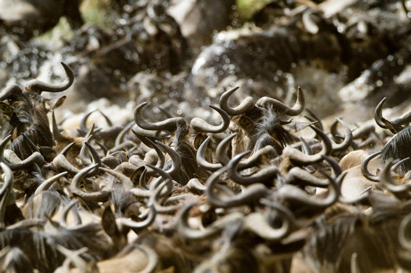 无人,公园,横图,俯视,室外,白天,旅游,度假,河流,美景,水,野生动物,羊,非洲,肯尼亚,一群,许多,奔驰,飞溅,溅,羚羊,液体,河水,景观,水滴,水流,很多,娱乐,水珠,自然,动物,奔跑,享受,休闲,景色,放松,可爱,活泼,国家公园,喷洒,自然风光,角马,牛羚,阿非利加洲,肯尼亚共和国,马赛马拉国家公园,斑纹角马,黑斑牛羚,黑尾牛羚,蓝角马,半身,彩图,高角度拍摄,马赛马拉,马赛马拉国家保护区,马赛马拉国家野生动物保护区