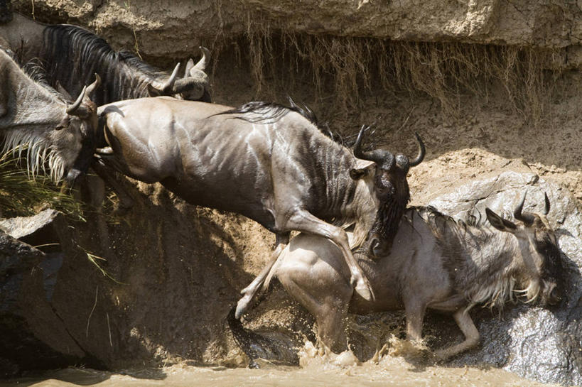 无人,公园,横图,俯视,室外,白天,旅游,度假,河流,美景,水,野生动物,羊,非洲,肯尼亚,一群,许多,奔驰,飞溅,溅,羚羊,液体,河水,景观,水滴,水流,很多,娱乐,水珠,自然,动物,奔跑,享受,休闲,景色,放松,可爱,活泼,国家公园,喷洒,自然风光,角马,牛羚,阿非利加洲,肯尼亚共和国,马赛马拉国家公园,斑纹角马,黑斑牛羚,黑尾牛羚,蓝角马,半身,彩图,高角度拍摄,马赛马拉,马赛马拉国家保护区,马赛马拉国家野生动物保护区