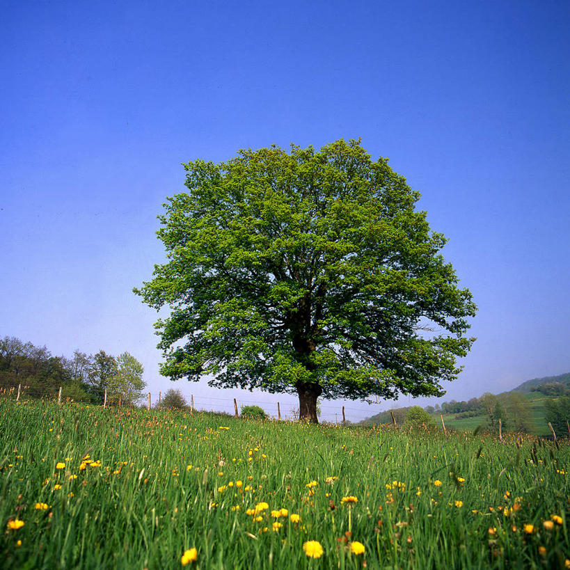 无人,方图,室外,白天,仰视,旅游,度假,草地,草坪,花海,花圃,美景,树林,植物,叶子,法国,欧洲,一棵,阴影,盛开,光线,影子,景观,花蕾,娱乐,草,花,花瓣,花朵,花卉,鲜花,树,树木,蓝色,绿色,蓝天,天空,阳光,自然,花丛,花束,花田,天,花苞,花蕊,享受,休闲,景色,放松,生长,晴朗,成长,西欧,法兰西,自然风光,万里无云,法兰西共和国,法兰西第五共和国,奥弗涅,奥弗涅大区,晴空,晴空万里,彩图,低角度拍摄,多姆山省