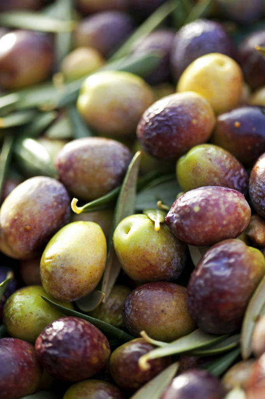 无人,竖图,俯视,室外,特写,白天,橄榄,水果,叶子,法国,欧洲,一堆,许多,阴影,堆叠,堆积,朦胧,模糊,新鲜,光线,影子,生食,食品,果实,绿叶,很多,食物,绿色,紫色,阳光,嫩叶,有机食品,绿色食品,堆,西欧,沃克吕兹省,法兰西,法兰西共和国,法兰西第五共和国,普罗旺斯.阿尔卑斯.蓝色海岸,普罗旺斯.阿尔卑斯.蓝色海岸大区,叶,叶片,青果,白榄,彩图,高角度拍摄,阿普特区,卢尔马兰